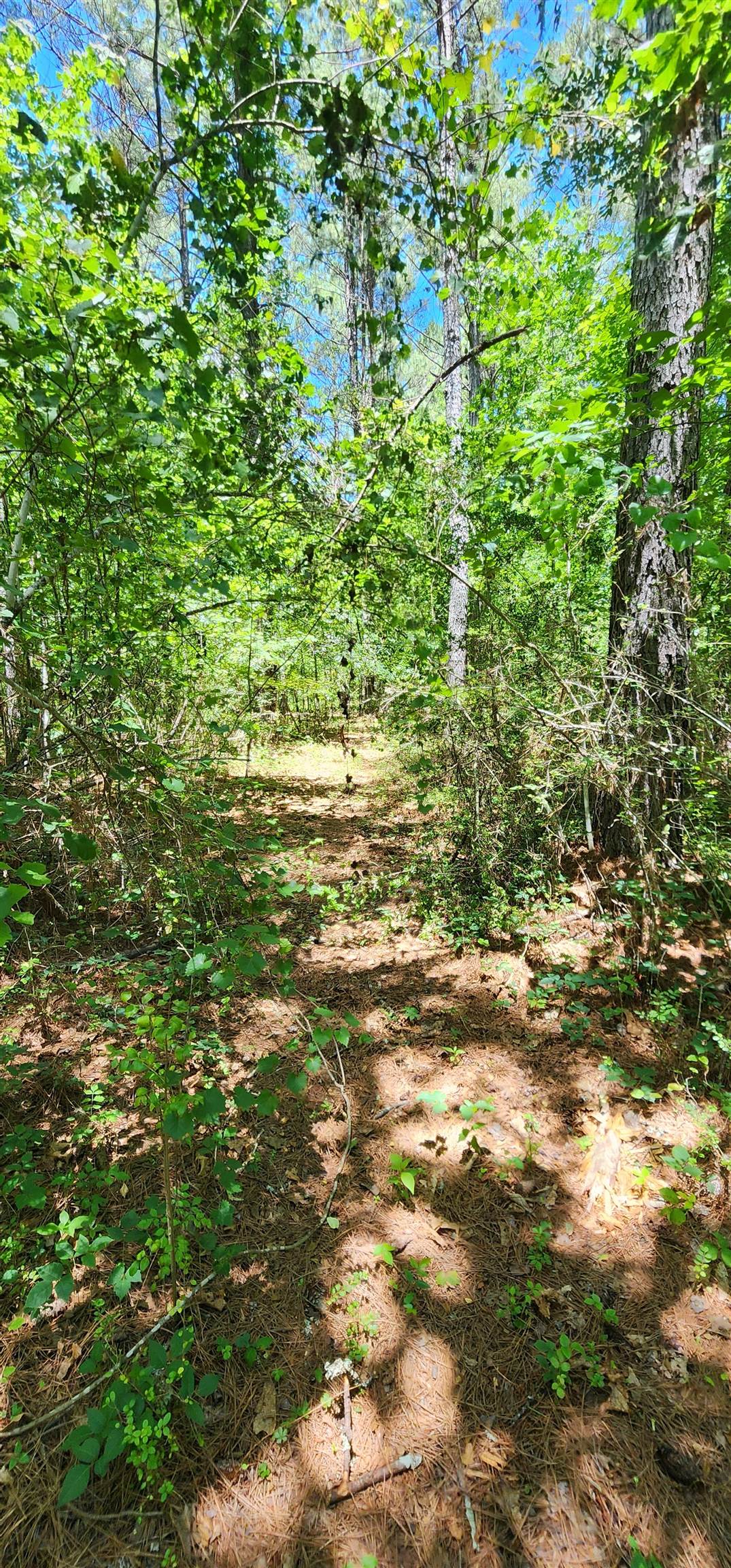 Homes for sale in Mill Spring, NC | 171 Bambi Ln, Mill Spring, NC 28756 | MLS# SPN337926