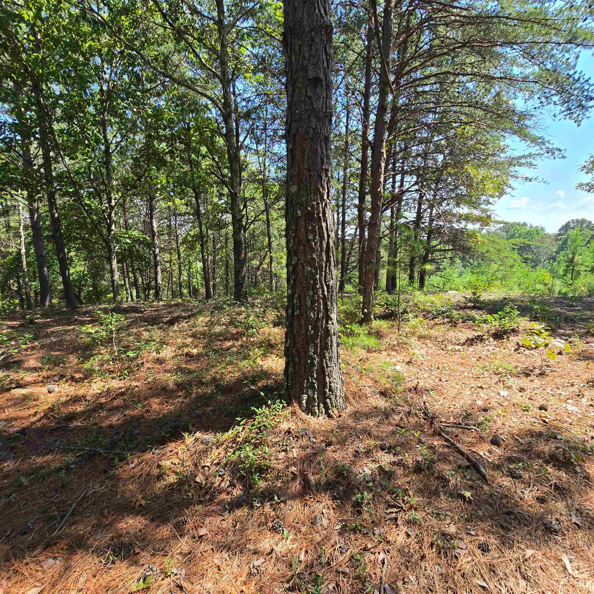 Photo 5 of Land for sale at 0 Helms Rd, Blacksburg, SC 29702 | MLS# SPN341406 | Listing updated on 2026-09-05