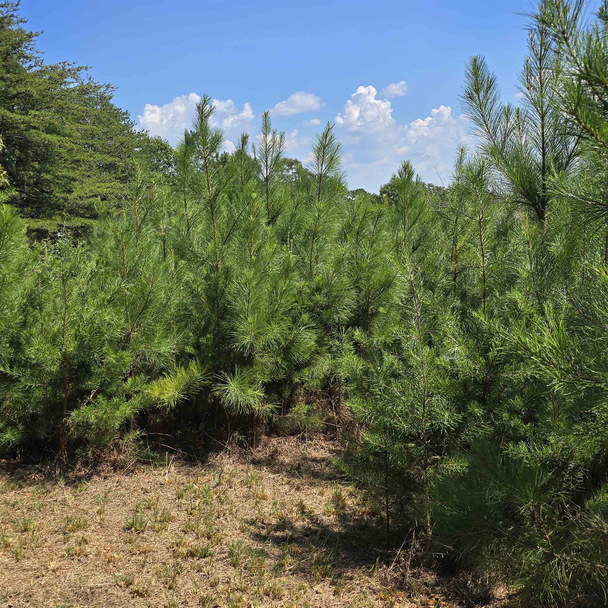 Photo 2 of Land for sale at 0 Helms Rd, Blacksburg, SC 29702 | MLS# SPN341406 | Listing updated on 2026-09-05